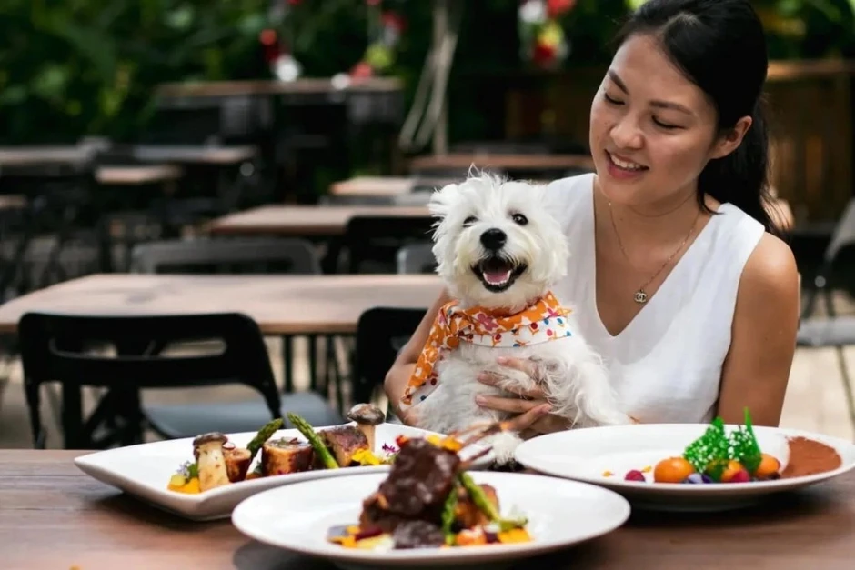 SỐC: Nhà hàng đập bỏ 600 bộ bát đĩa, đóng cửa khử trùng vì khách cho thú cưng lên bàn ăn SỐC: Nhà hàng đập bỏ 600 bộ bát đĩa, đóng cửa khử trùng vì khách cho thú cưng lên bàn ăn
