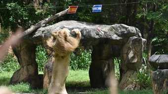 Sư tử 'tiên tri' đoán Tây Ban Nha vô địch World Cup - Báo TinVina