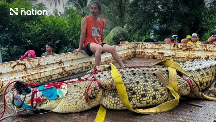Thái Lan di dời cá sấu nặng 400kg khỏi ngôi chùa ngập nước lũ