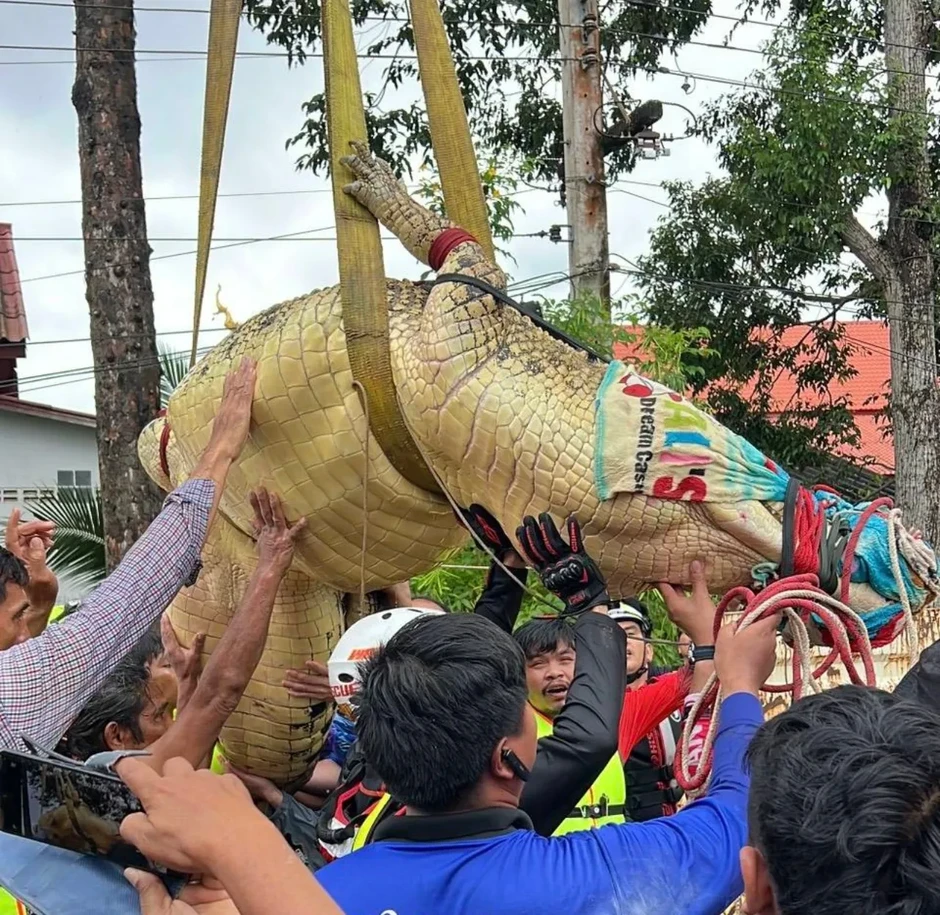 Thái Lan di dời cá sấu nặng 400kg khỏi ngôi chùa ngập nước lũ