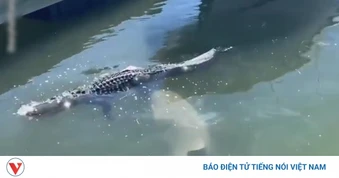Tòa án Israel cấm sử dụng cá sấu để canh giữ nhà tù giam khủng bố
