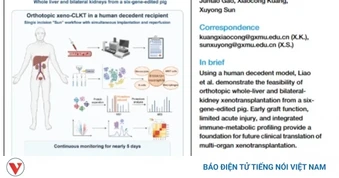 Trung Quốc cấy ghép đồng thời gan và thận lợn cho người