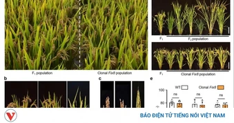 Trung Quốc đạt đột phá trong phát triển lúa lai vô tính