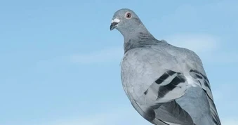 Bí ẩn về khả năng định hướng của chim bồ câu có thêm có thêm lời giải mới
