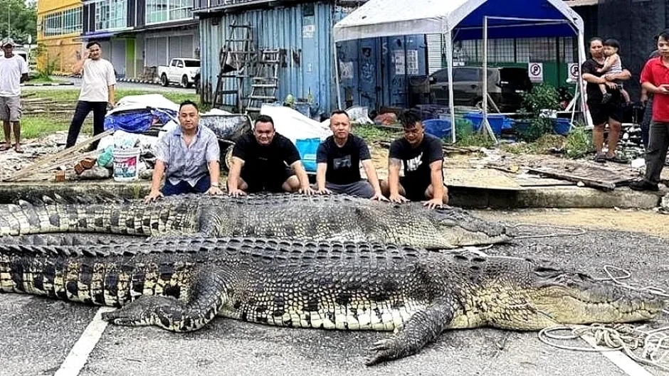 Cá sấu nước mặn dài 5,5m bị tiêu diệt tại Malaysia Cá sấu nước mặn dài 5,5m bị tiêu diệt tại Malaysia