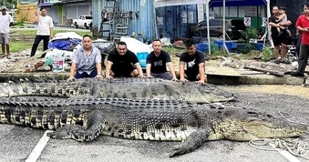 Cá sấu nước mặn dài 5,5m bị tiêu diệt tại Malaysia