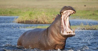 Cá sấu sông Nile bị đàn hà mã quăng quật dữ dội vì xâm phạm lãnh thổ