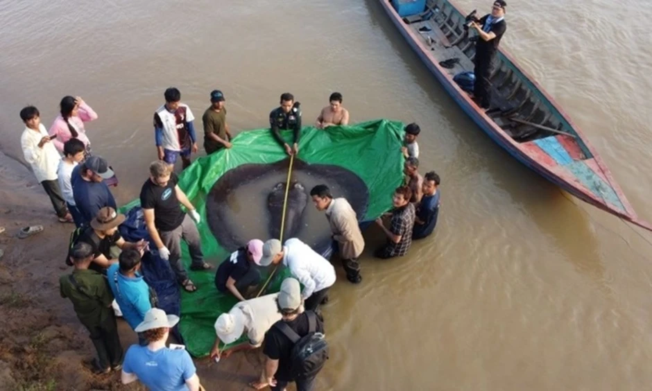 Cách để bảo tồn cá khổng lồ sông Mekong Cách để bảo tồn cá khổng lồ sông Mekong