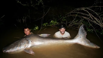 Cách để bảo tồn cá khổng lồ sông Mekong