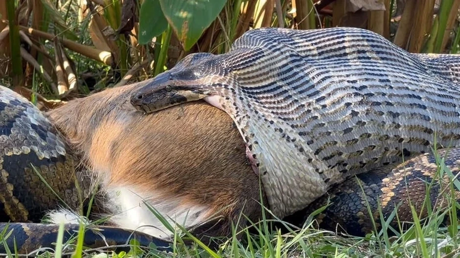 Cuộc thi săn lùng và tiêu diệt trăn ngoại lai tại Mỹ Cuộc thi săn lùng và tiêu diệt trăn ngoại lai tại Mỹ