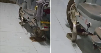 Gia đình tại TPHCM tá hỏa phát hiện rắn hổ mang ẩn mình dưới xe đạp điện
