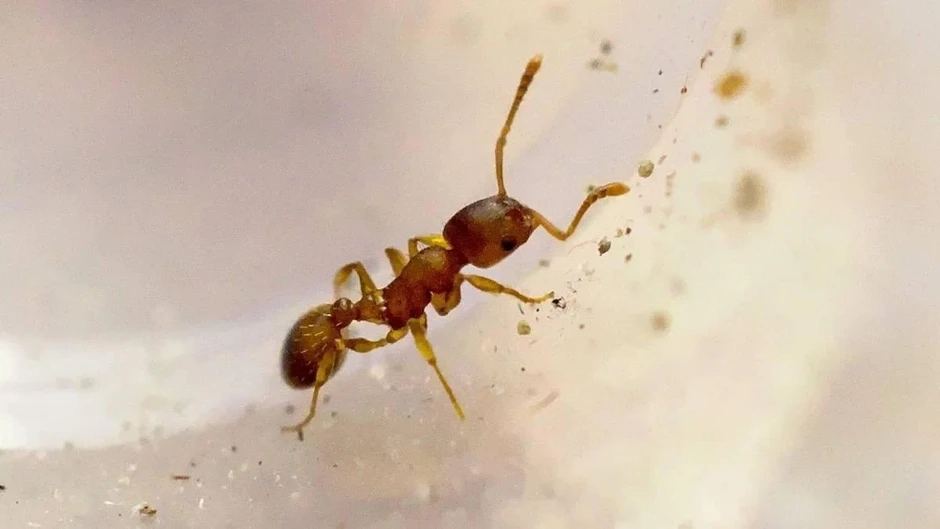 Loài sán dây biến kiến thợ thành "kiến hậu giả", sống lâu gấp 10 lần Loài sán dây biến kiến thợ thành "kiến hậu giả", sống lâu gấp 10 lần