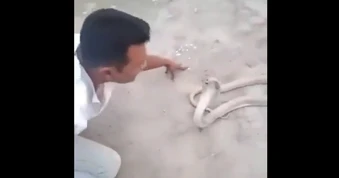 Nổi bật tuần qua: Chuyên gia bắt rắn trả giá đắt vì đùa giỡn với hổ mang