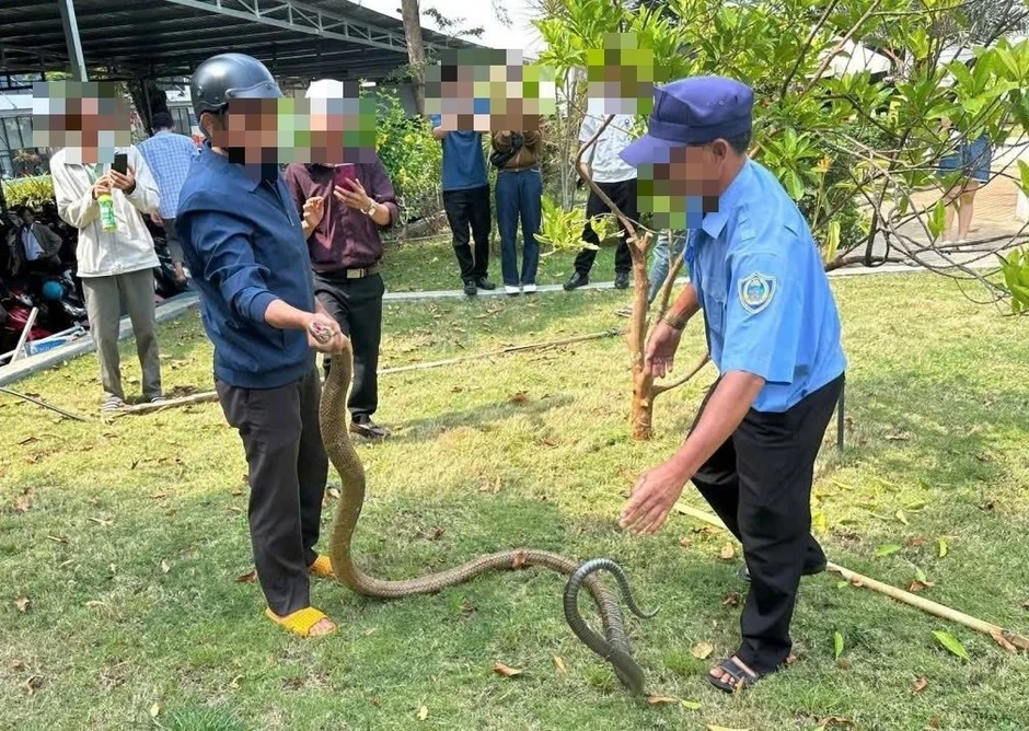 Rắn dài 3m bò vào khuôn viên bệnh viện tại Đắk Lắk là hổ trâu hay hổ chúa? Rắn dài 3m bò vào khuôn viên bệnh viện tại Đắk Lắk là hổ trâu hay hổ chúa?