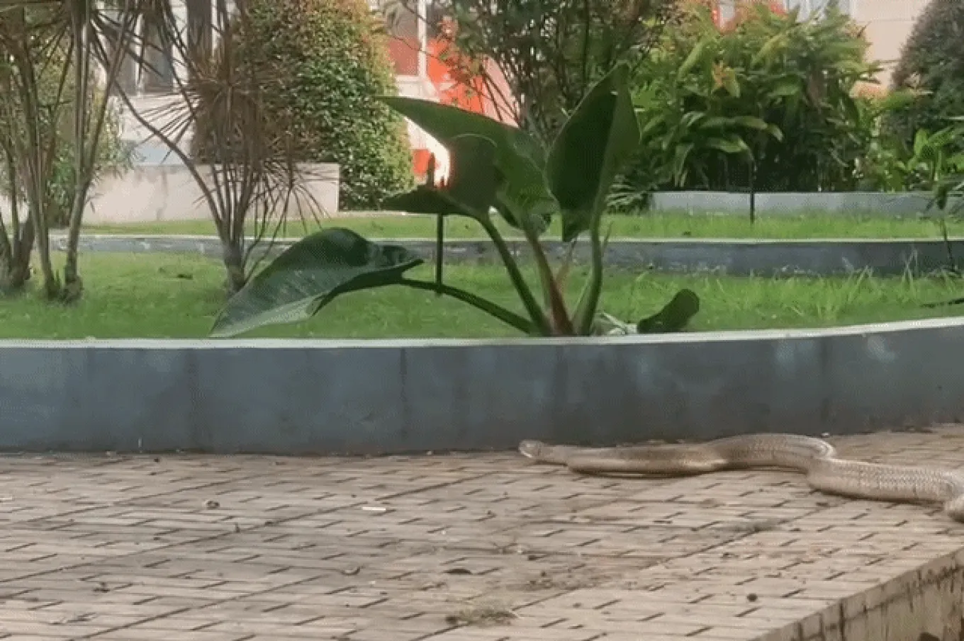 Rắn dài 3m bò vào khuôn viên bệnh viện tại Đắk Lắk là hổ trâu hay hổ chúa? Rắn dài 3m bò vào khuôn viên bệnh viện tại Đắk Lắk là hổ trâu hay hổ chúa?