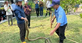 Rắn dài 3m bò vào khuôn viên bệnh viện tại Đắk Lắk là hổ trâu hay hổ chúa?