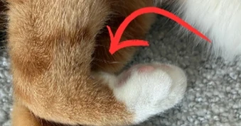 Tại sao mèo có "ria mép" ở chân trước?