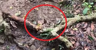 Thế giới động vật: Khả năng ngụy trang đáng sợ của loài rắn độc