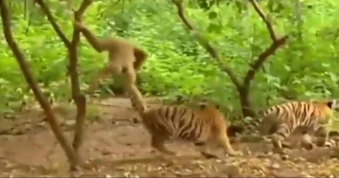 Thế giới động vật: Vượn liên tục chọc tức, biến hổ thành món đồ chơi