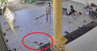 Video cho thấy lý do không nên tự ý xử lý khi rắn bò vào nhà