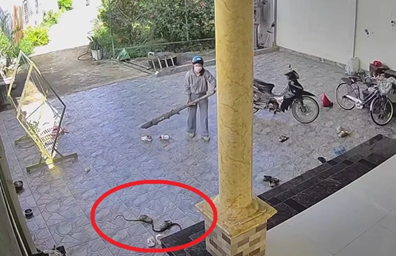 Video cho thấy lý do không nên tự ý xử lý khi rắn bò vào nhà Video cho thấy lý do không nên tự ý xử lý khi rắn bò vào nhà