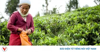 Ấn Độ siết kiểm tra chất lượng, 60.000 lao động ngành chè Nepal mất việc
