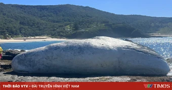 Australia đóng cửa nhiều bãi biển do cá mập hoạt động mạnh