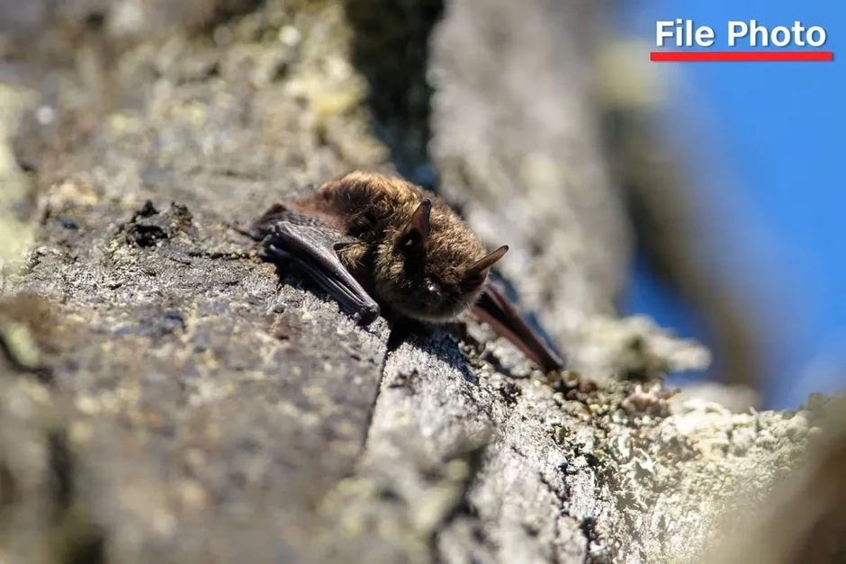 Bé trai Canada tử vong vì bệnh dại sau khi tiếp xúc với dơi Bé trai Canada tử vong vì bệnh dại sau khi tiếp xúc với dơi