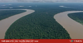 Brazil đầu tư hơn 600 triệu USD vào dự án sinh thái rừng Amazon