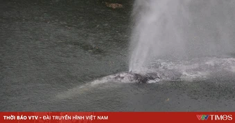 Cá voi xám bơi lạc 32 km vào con sông tại Mỹ đã chết