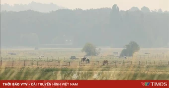 Cháy rừng đe dọa kinh tế châu Âu