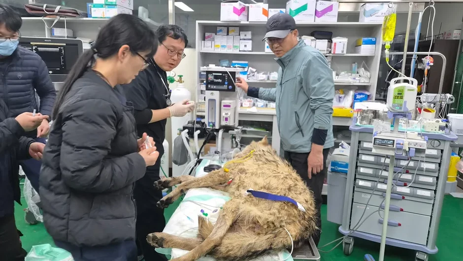 Chú sói trốn khỏi sở thú Hàn Quốc được tìm thấy sau 9 ngày