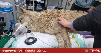 Chú sói trốn khỏi sở thú Hàn Quốc được tìm thấy sau 9 ngày