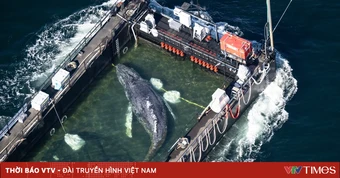 Đan Mạch phát hiện xác cá voi lưng gù