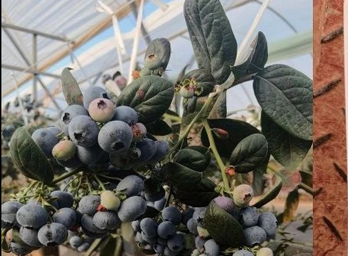 Đắt hơn sầu riêng, Trung Quốc quyết tâm làm giàu với loại trái cây đặc biệt: Nga, Đông Nam Á cực ưa chuộng, Việt Nam cũng đang trồng Đắt hơn sầu riêng, Trung Quốc quyết tâm làm giàu với loại trái cây đặc biệt: Nga, Đông Nam Á cực ưa chuộng, Việt Nam cũng đang trồng