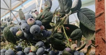 Đắt hơn sầu riêng, Trung Quốc quyết tâm làm giàu với loại trái cây đặc biệt: Nga, Đông Nam Á cực ưa chuộng, Việt Nam cũng đang trồng