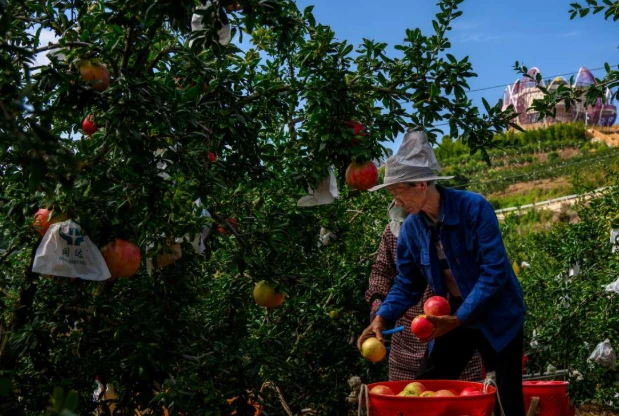 Đắt như sầu riêng, Trung Quốc làm giàu với loại quả Việt Nam có rất nhiều: Trồng ở nơi chỉ 15,1°C, sản lượng hơn 800.000 tấn