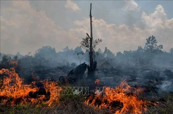 El Niño gia tăng nguy cơ cháy rừng, các nước tăng cường ứng phó