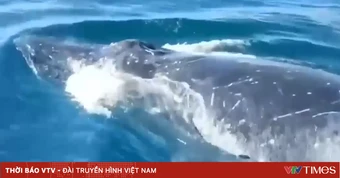 Gần 300 con cá voi gù xuất hiện ngoài khơi Nam Phi
