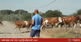 Hạn hán bủa vây nông nghiệp Trung Âu