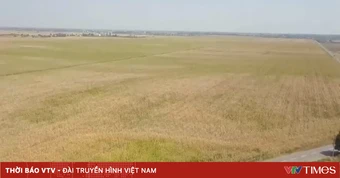 Hạn hán gây khó khăn cho nông dân châu Âu