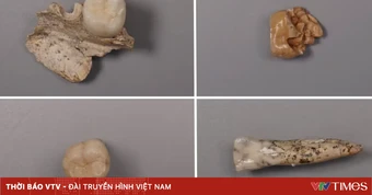 Hé lộ mối liên hệ giữa các loài người cổ đại nhờ răng hóa thạch