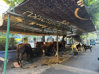 Idul Adha tại Jakarta: Ngày lễ thiêng liêng của lòng nhân ái và sẻ chia