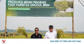 Indonesia canh tác các giống lúa đột biến từ công nghệ chiếu xạ hạt nhân