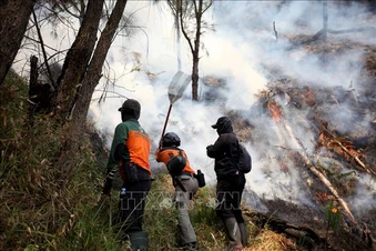 Indonesia đóng cửa trường học do khói mù từ cháy rừng