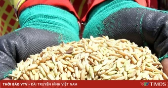 Indonesia ghi nhận lượng dự trữ gạo cao nhất lịch sử
