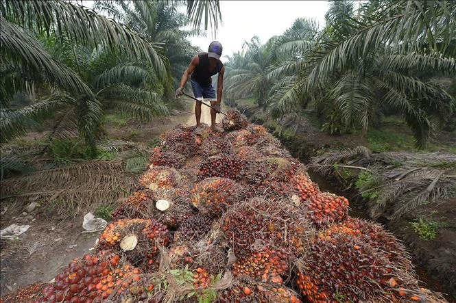Indonesia: Siết kiểm soát xuất khẩu than đá, dầu cọ, hợp kim chứa sắt Indonesia: Siết kiểm soát xuất khẩu than đá, dầu cọ, hợp kim chứa sắt