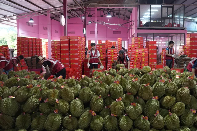 Loại quả dân Trung Quốc ăn vào “thấy như đón Tết”, ĐNÁ đua nhau trồng: Malaysia sợ lỗ, Việt Nam thì sao? Loại quả dân Trung Quốc ăn vào “thấy như đón Tết”, ĐNÁ đua nhau trồng: Malaysia sợ lỗ, Việt Nam thì sao?