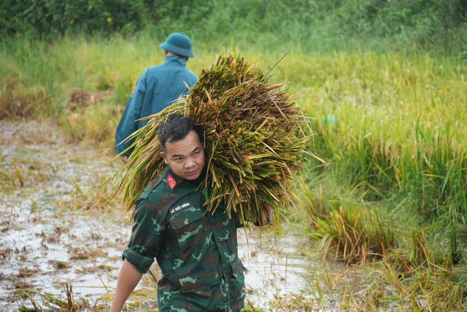 Lúa đổ rạp sau mưa lớn, bộ đội, công an xuống đồng hỗ trợ giúp dân