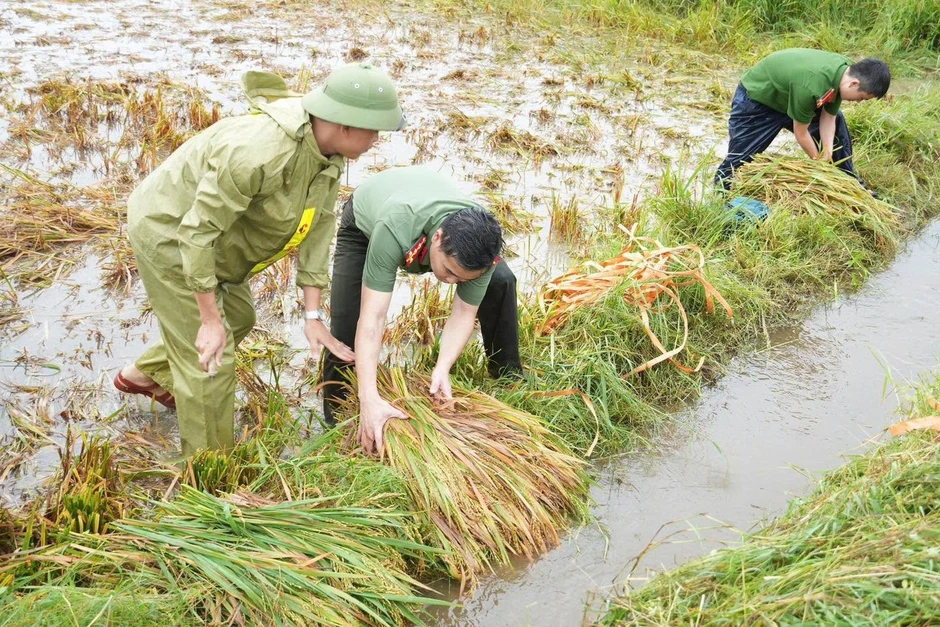 Lúa đổ rạp sau mưa lớn, bộ đội, công an xuống đồng hỗ trợ giúp dân